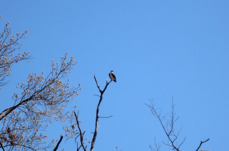 Osprey 2